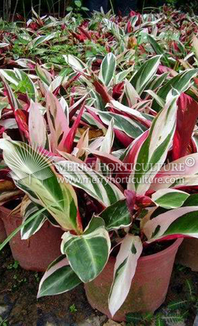 Stromanthe triostar (Pot 170)